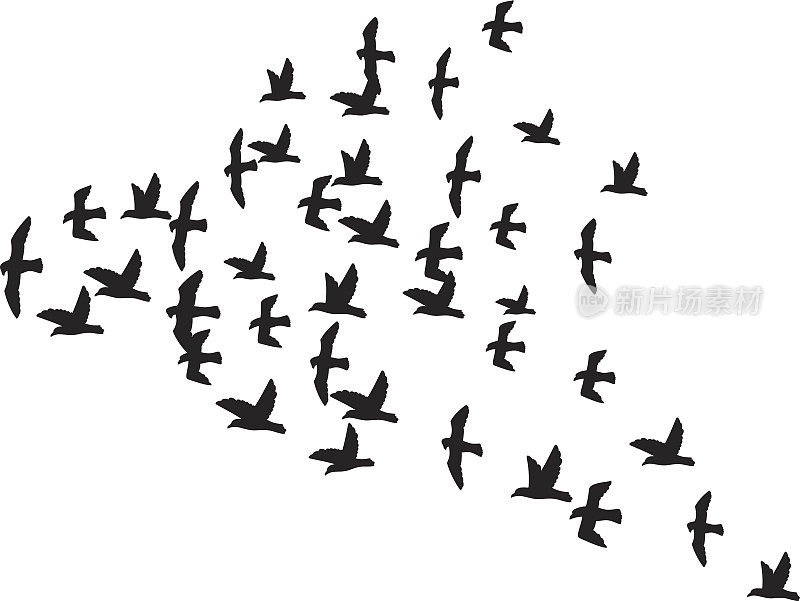 一群飞翔的鸟