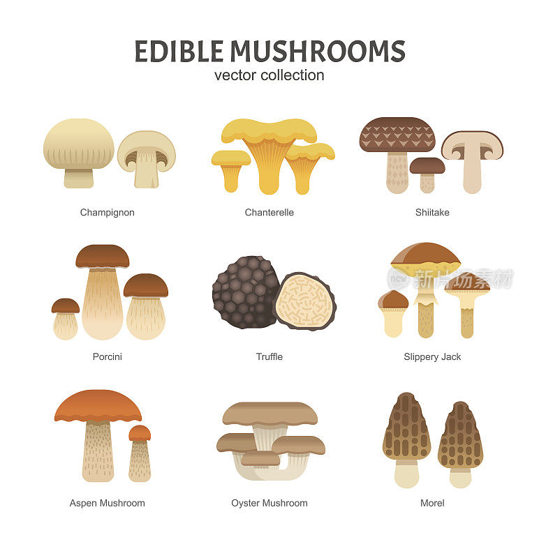 食用蘑菇。