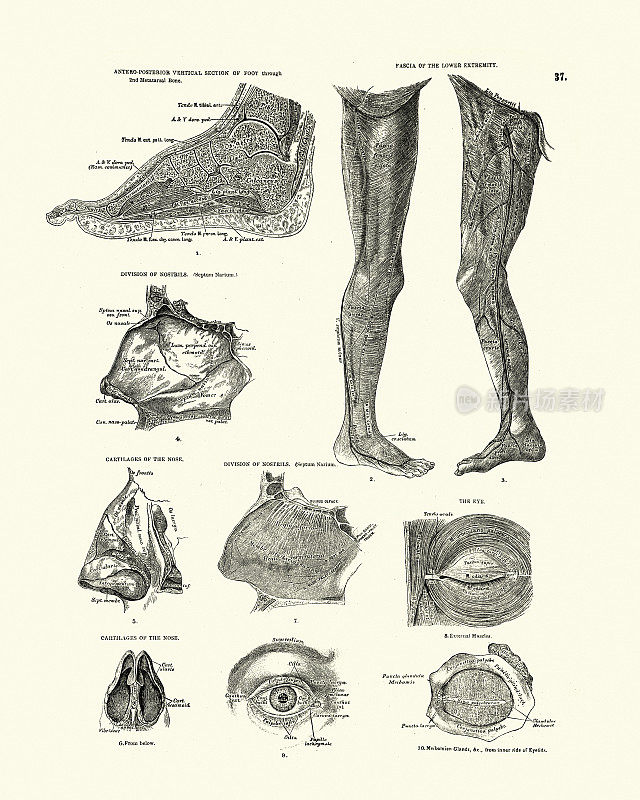 人体解剖学，鼻子，眼睛，筋膜腿，维多利亚解剖学绘图
