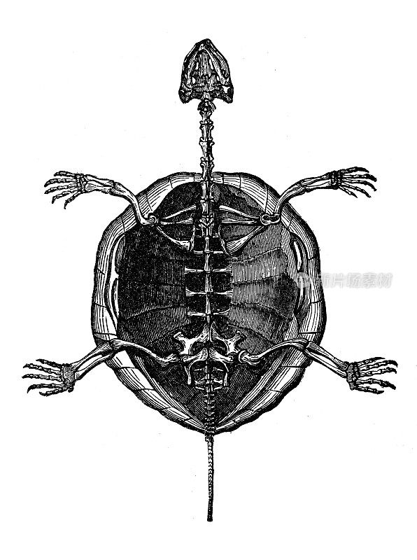 古董动物插图:龟骨架