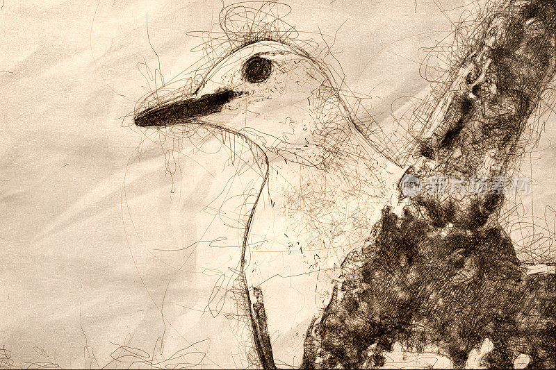 好奇的红腹啄木鸟在树枝上的轮廓素描