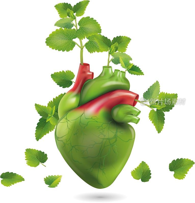 人的心在绿色薄荷叶的白色背景上。用草药治疗心脏病情人节卡片。