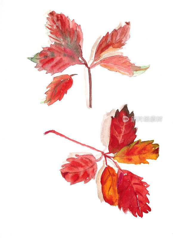 秋季标本室，红色的西洋参秋叶上以白色为背景，水彩图案，植物素描