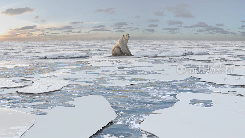 鸟瞰北极熊坐在冰冻的海冰上