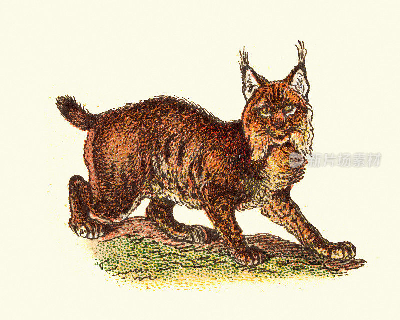 欧亚山猫，野猫，食肉动物，野生动物，古董插图