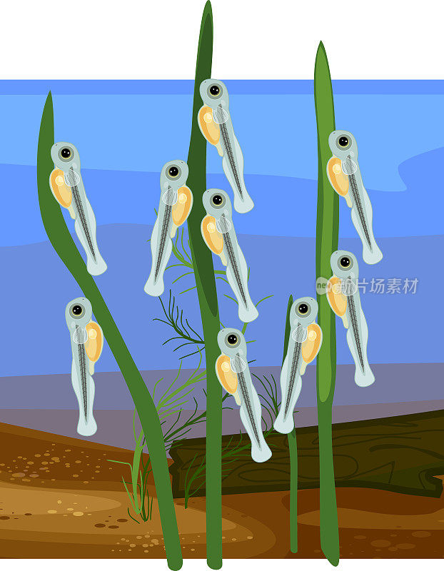 池塘中与水生植物粘在一起的鲫鱼(Carassius)淡水鱼的卵黄囊的幼虫