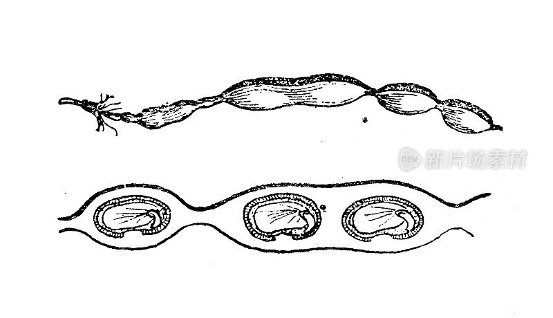 古玩插画:槐花、茎竹、日本槐树