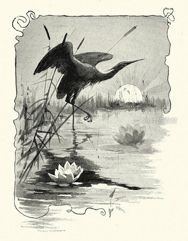 复古插图野生动物，鸟，苍鹭在一个湖在日落，19世纪