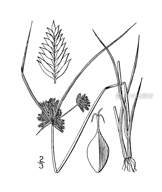 古植物学植物插图:香附、短尖香附