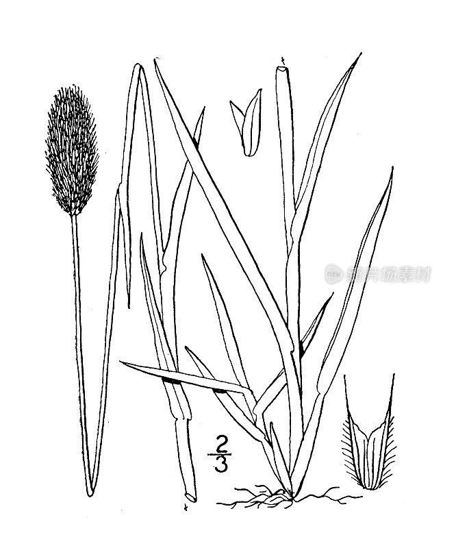 古植物学植物插图:高山蕨、山蕨