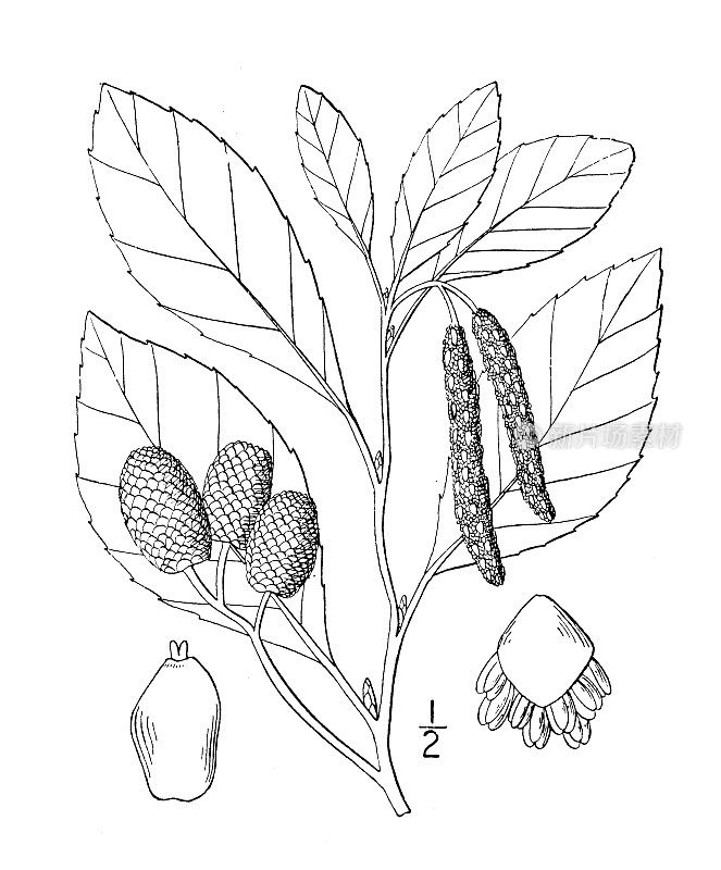 古植物学植物插图:桤木，海滨桤木