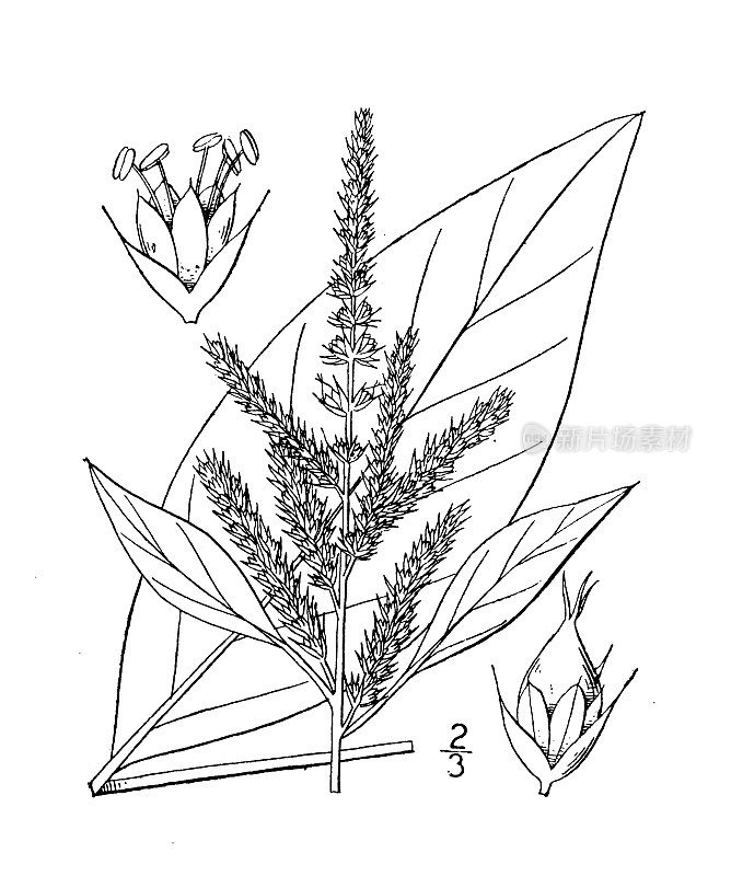 古植物学植物插图:苋、纤细的藜