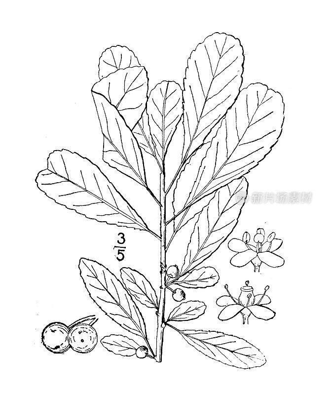 古植物学植物插图:冬青、沼泽冬青