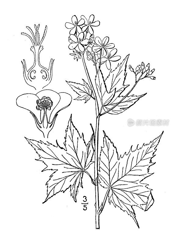 古植物学植物插图:戴欧根花、林间锦葵