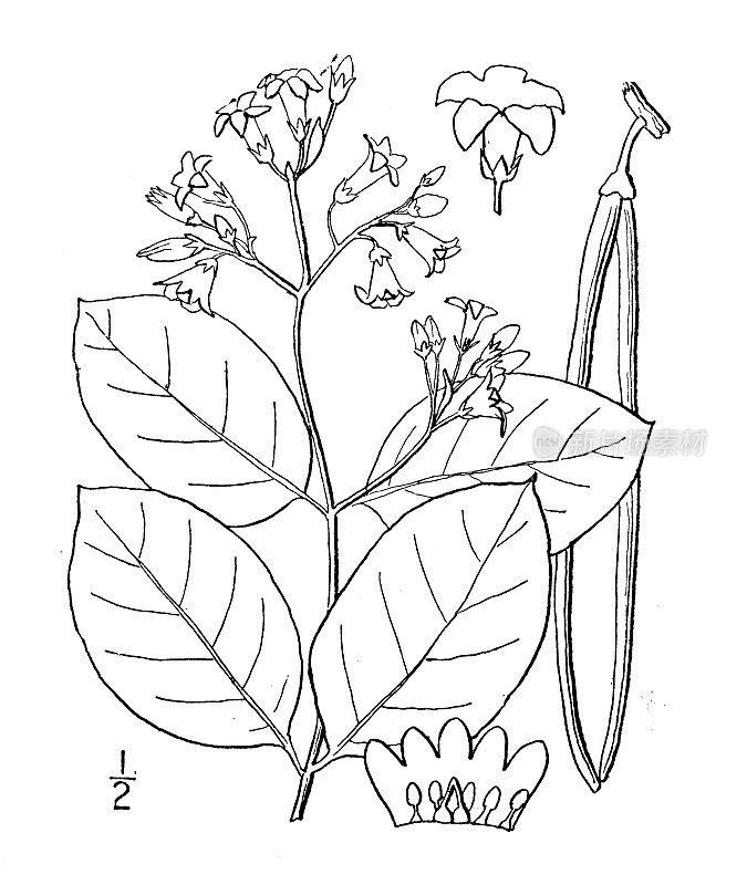 古植物学植物插图:罗布麻、天麻、蜜花