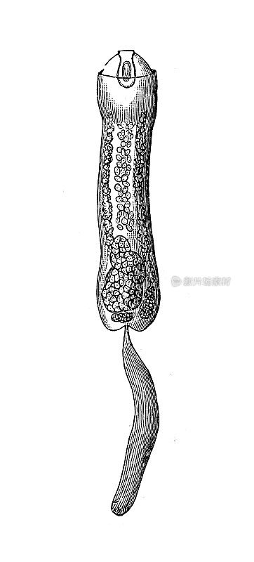 古代生物动物学图像:三波弓形虫