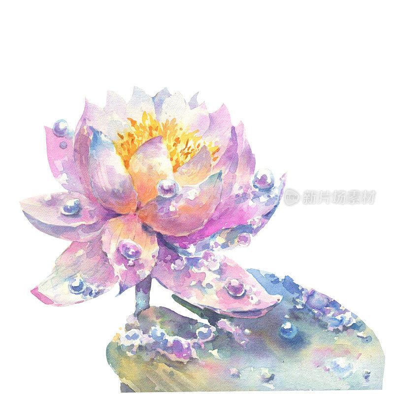 粉色睡莲花与叶子和露珠，水彩插图孤立在白色背景
