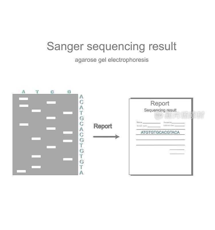 桑格测序技术检测后DNA序列测序结果报告概念图，凝胶电泳分离DNA片段。