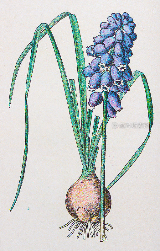 古董植物学插图:葡萄风信子，总状麝香