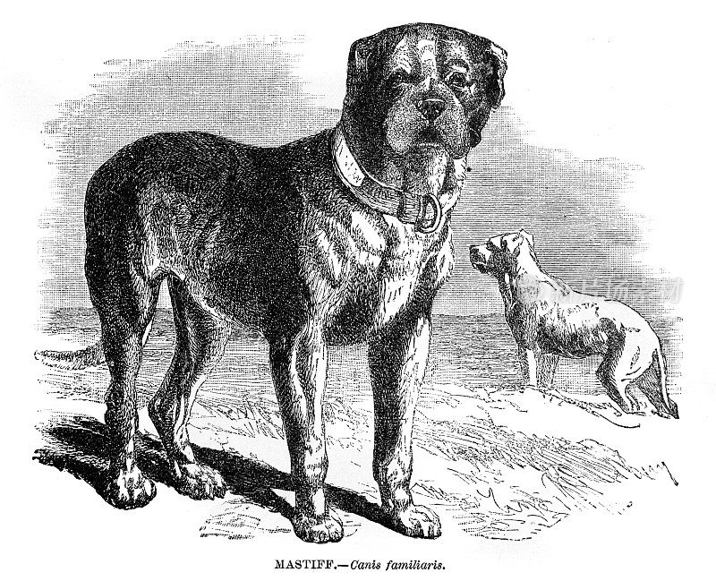 獒犬雕刻插图1892年