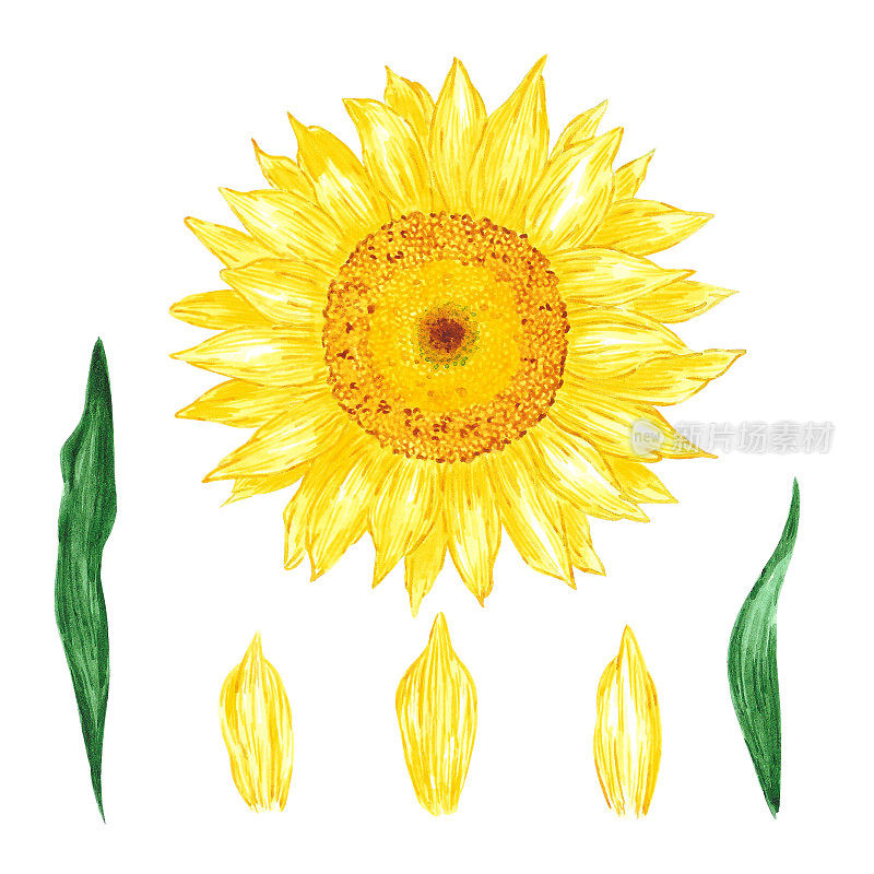 手绘水彩黄色向日葵孤立在白色的背景。可用于印刷、明信片、海报、书籍装饰等印刷品。