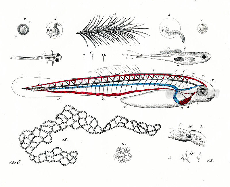 鱼类的发展-来自1846年《世界之书》的非常罕见的盘子