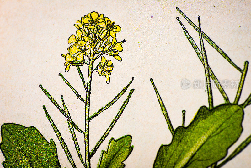 古色古香的植物插图:冬衣，巴巴利亚