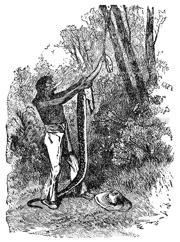 19世纪，巴西人剥蛇皮