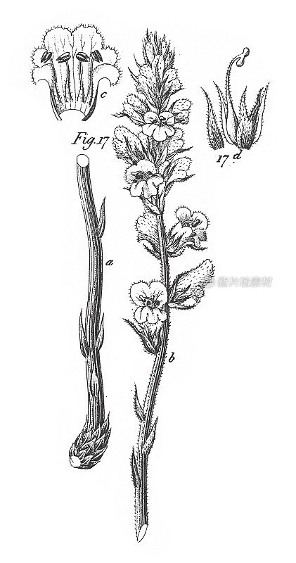 不同科栽培植物;装饰、食用或药用雕刻古董插图，出版于1851年