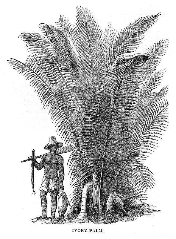 象牙棕榈雕刻1868年