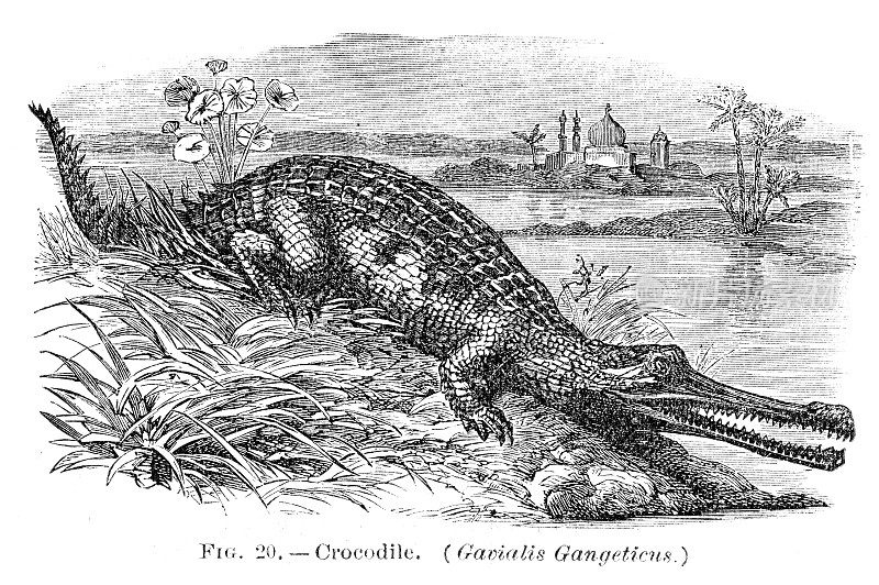 鳄鱼雕刻1886