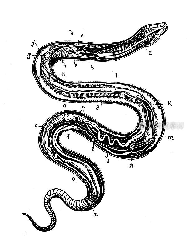 古董动物插画:蛇解剖学