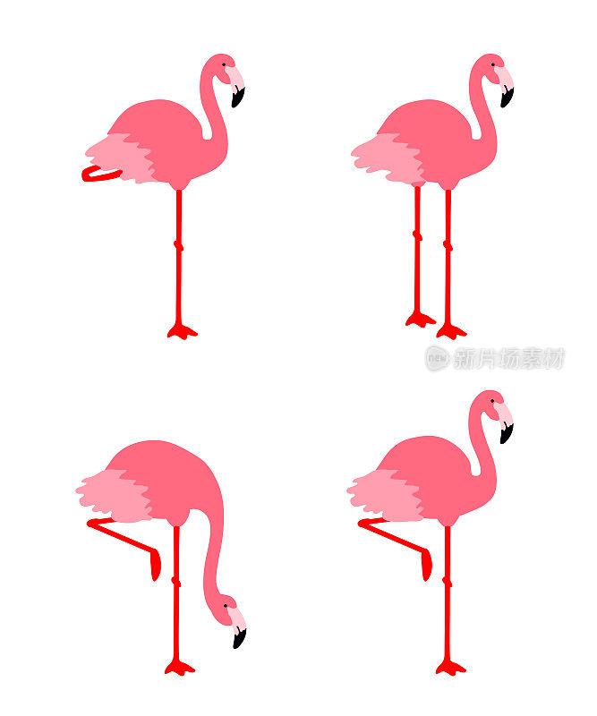 粉红颜色的火烈鸟。热带鸟类。
