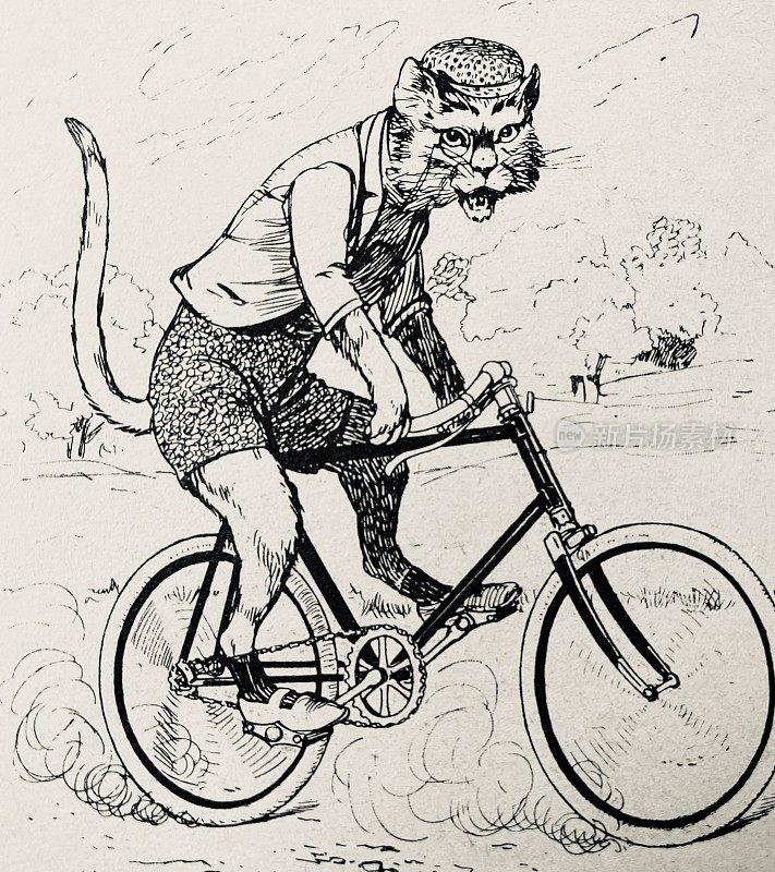 一只猫骑着自行车，看着照相机