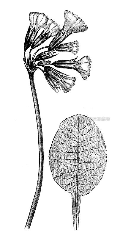 古代植物学插图:报春花、报春花