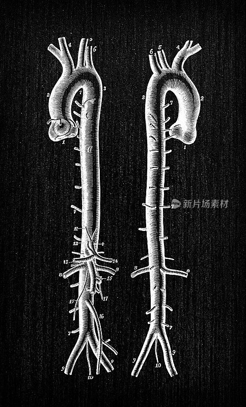 人体解剖学古董插图:主动脉