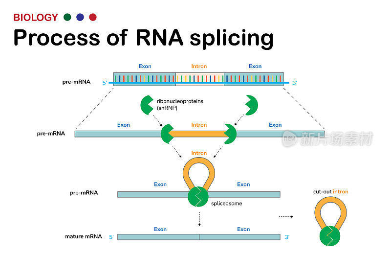 生物图展示了DNA转录后RNA剪接去除mRNA中内含子(非编码区)的过程