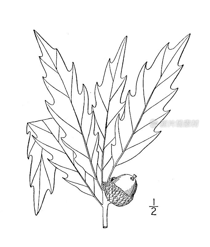 古植物学植物插图:栎、黄橡树