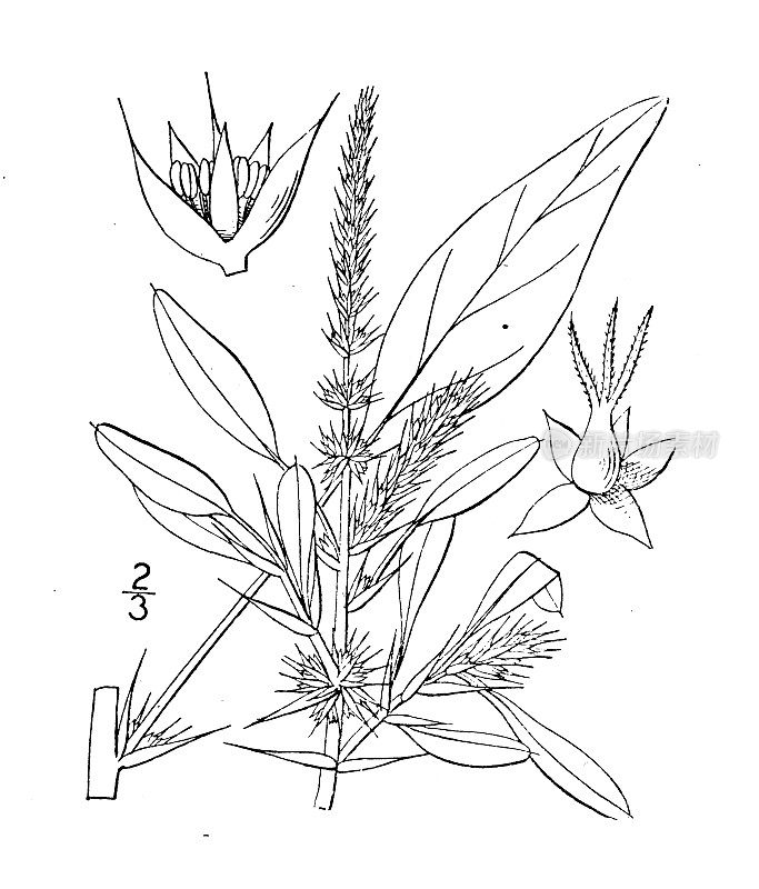 古植物学植物插图:刺苋菜、刺苋菜