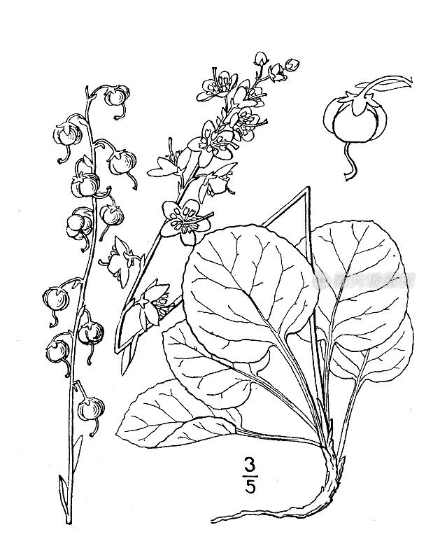 古植物学植物插图:鹿蹄草、鹿蹄草