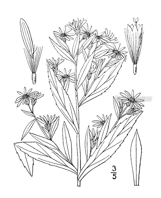 古植物学植物插图:水杨紫菀、杨柳紫菀