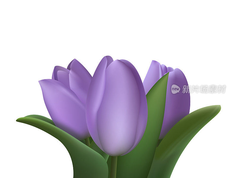 现实的紫色三维花束三郁金香花