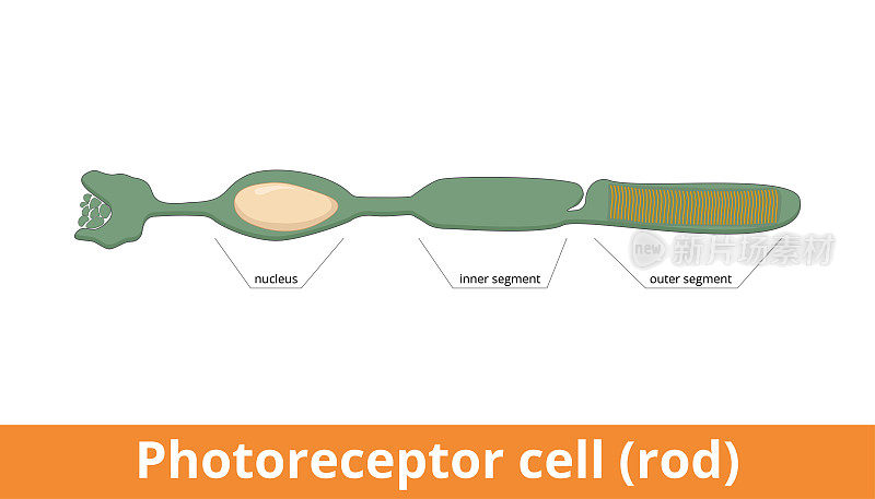 光感受器细胞(杆)