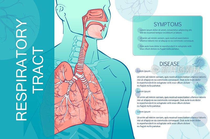 人体呼吸系统，肺，肺泡的三维矢量。内喉鼻节气门解剖。人身体部位。手溺解剖图