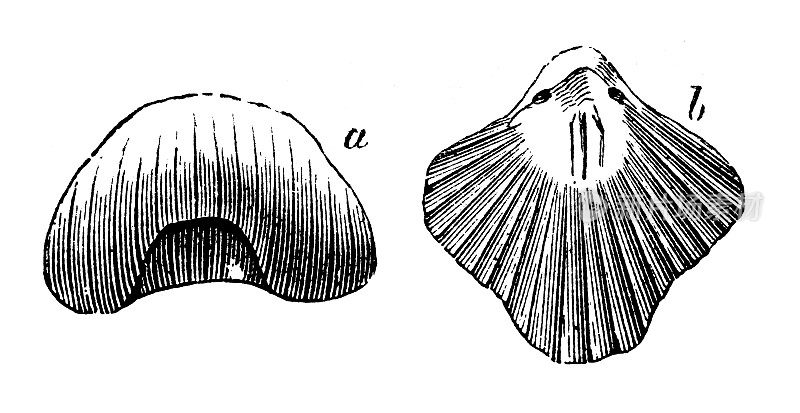 古董插图、地质和化石:皱斑鳖