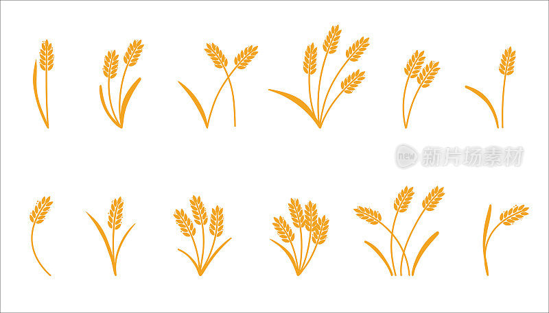 小麦的耳朵。大麦或米黄色剪影，啤酒或面包店标志孤立的元素，有机农场元素的标签和徽章，面包包装，装饰对象，成熟的小穗，矢量集