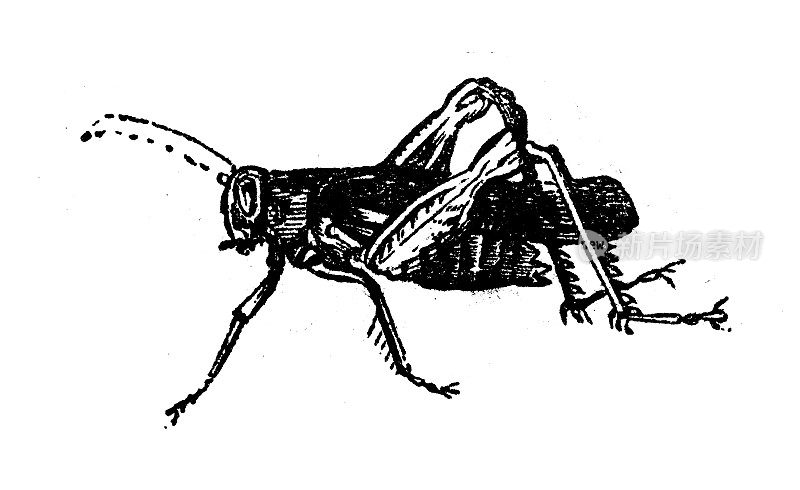 古董雕刻插图:蟋蟀