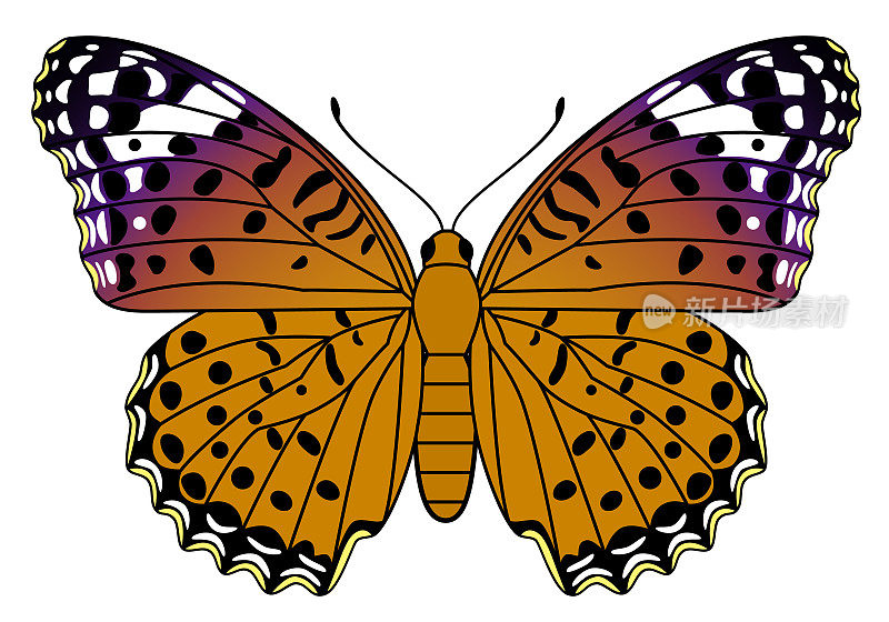 白色背景上的印度贝母蝴蝶