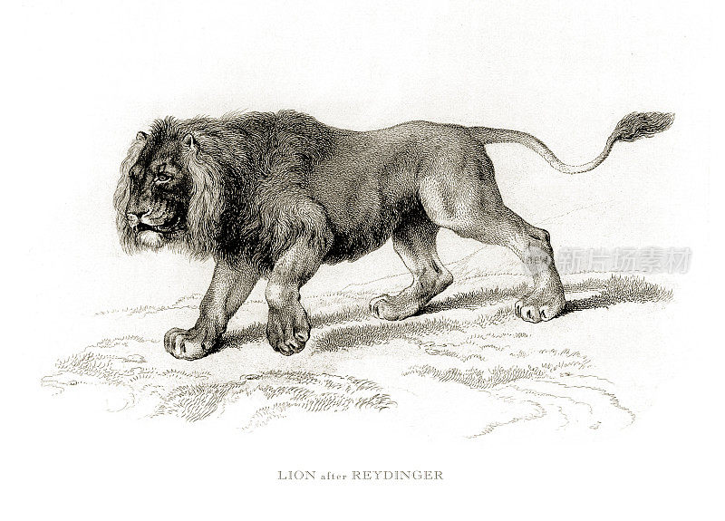 狮子，古董雕刻，年轻的雄性非洲狮雕刻插图