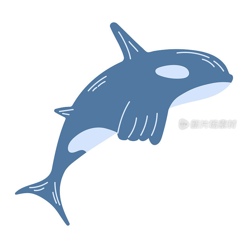白色背景上孤立的蓝虎鲸或逆戟鲸。海洋动物，水下居民。现代手绘平面插图。